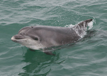 accompanying-dolphin-4aug20.jpg