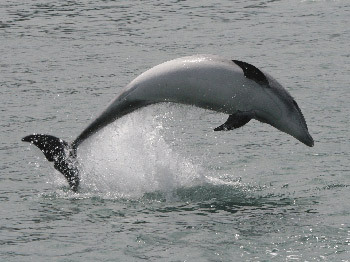 dolphin-pirrouet-240608.jpg