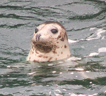 juvenile-seal.jpg