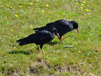 Feeding Choughs.jpg