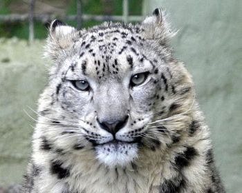 Snow Leopard (Steve Lewis).jpg